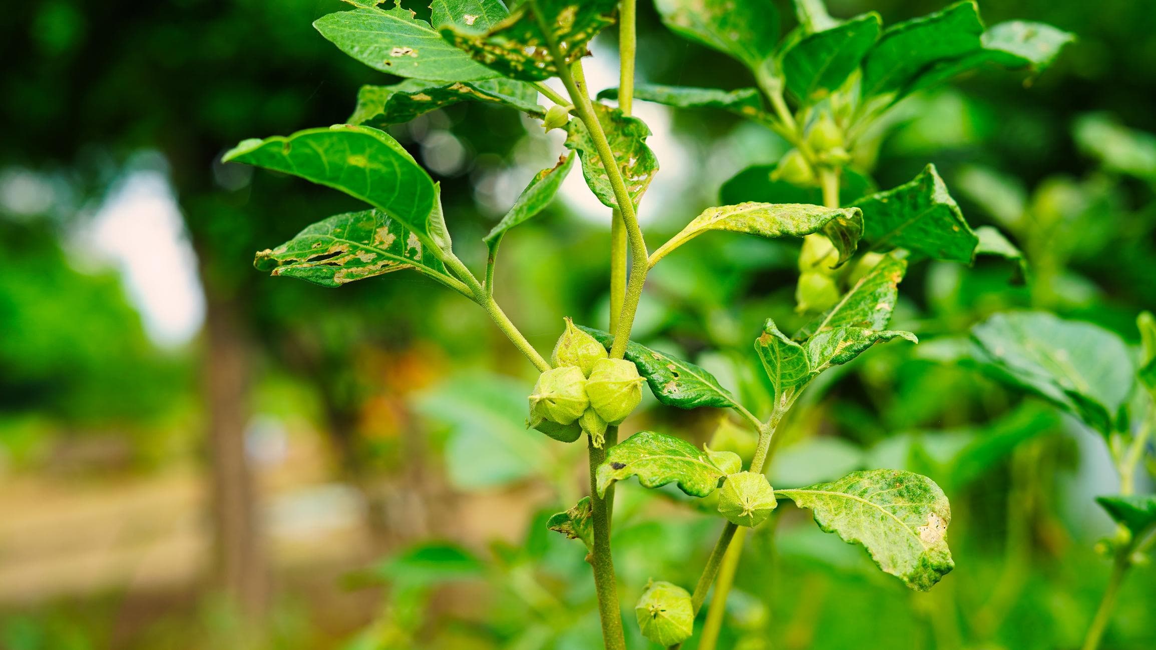 🌿 Ayurvedic Treatment for Thyroid: Natural Balance for a Healthier You